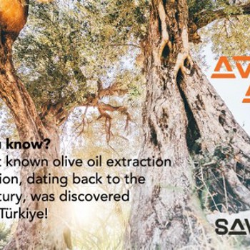 From Tree to Table: The Magic of Olive Harvest Season